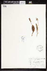 Platanthera obtusata image