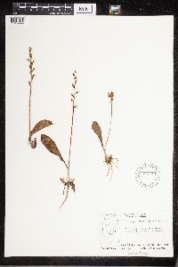 Platanthera obtusata image