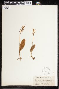 Platanthera obtusata image