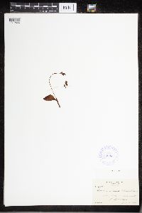 Platanthera obtusata image