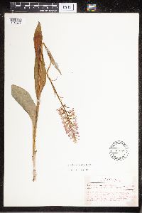 Platanthera psycodes image