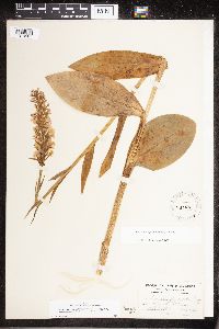 Platanthera psycodes image