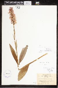 Platanthera psycodes image