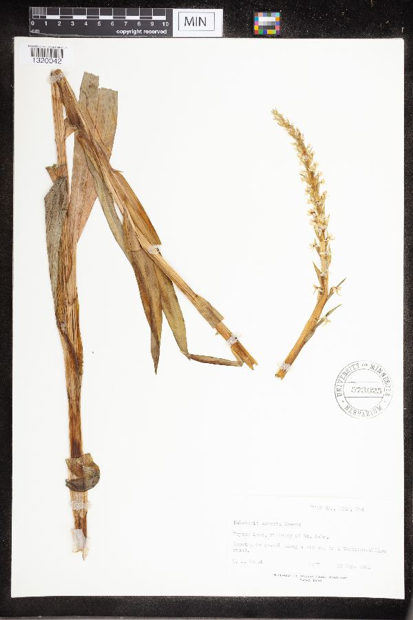 Platanthera stricta image