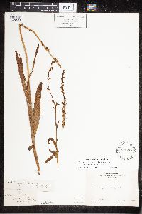 Image of Platanthera tescamnis