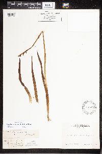 Image of Platanthera yosemitensis