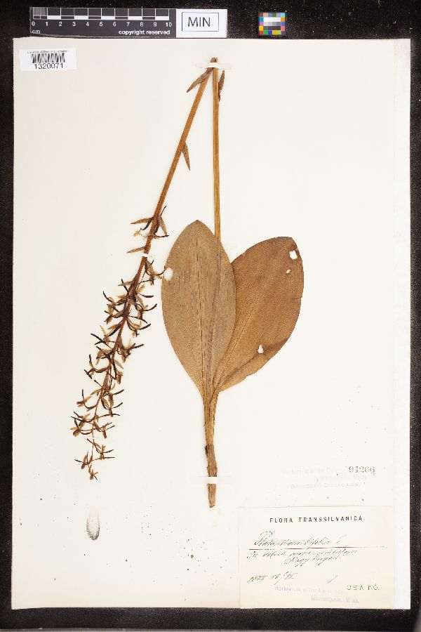 Platanthera bifolia image