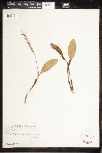 Image of Pleurothallis racemiflora