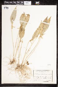 Image of Pleurothallis ruscifolia