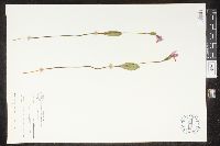 Pogonia ophioglossoides image