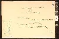 Image of Prasophyllum brevilabre