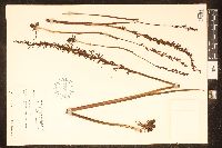 Image of Prasophyllum patens