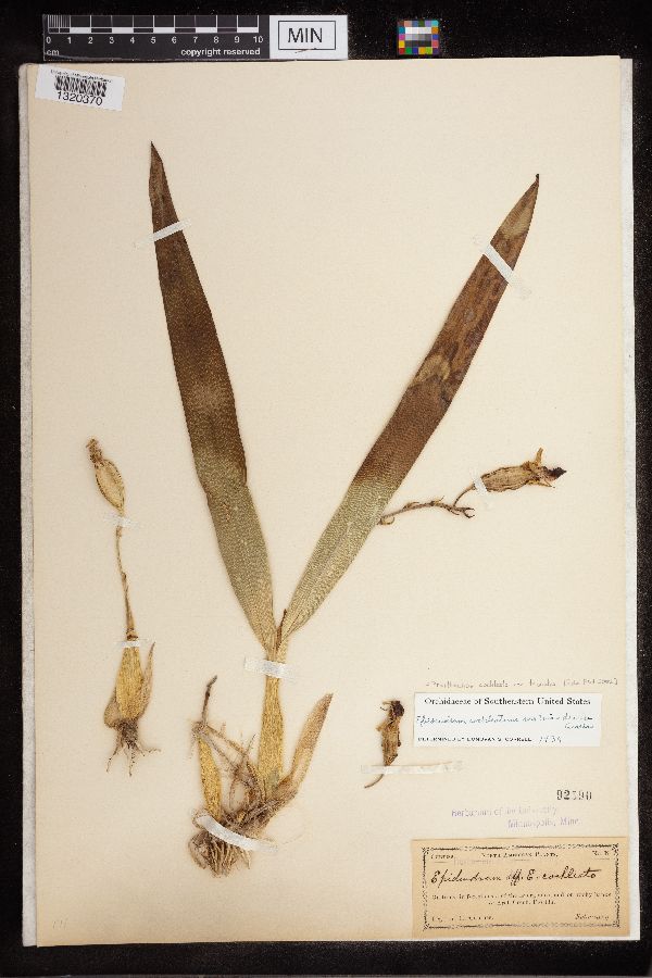 Prosthechea cochleata var. triandra image