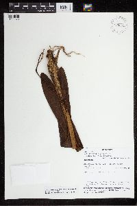 Image of Prosthechea brassavolae