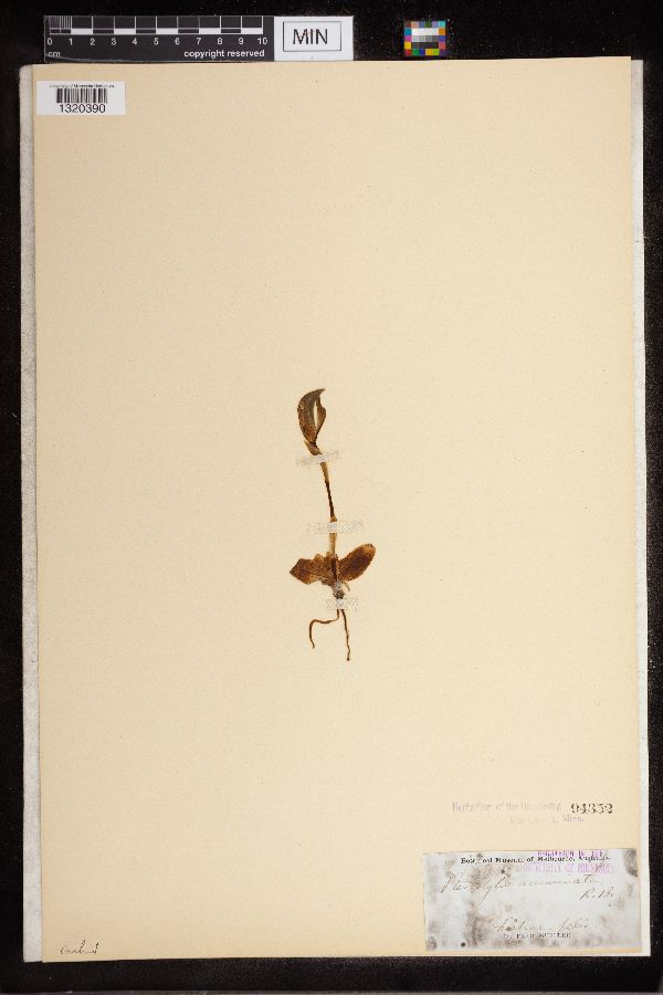 Pterostylis acuminata image