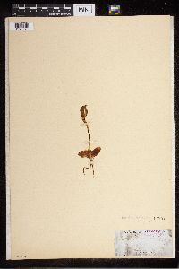 Pterostylis acuminata image