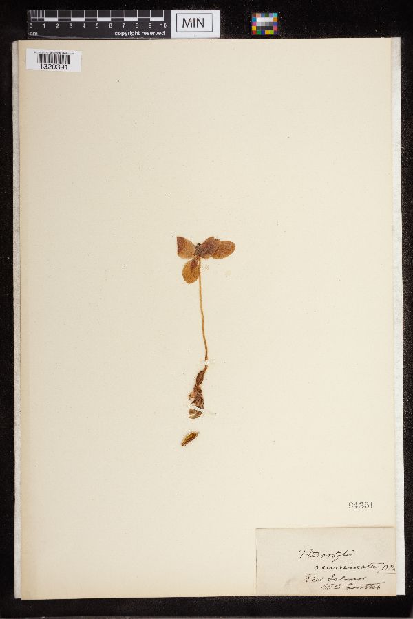 Pterostylis acuminata image