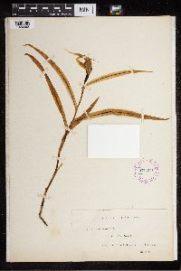 Image of Pterostylis banksii