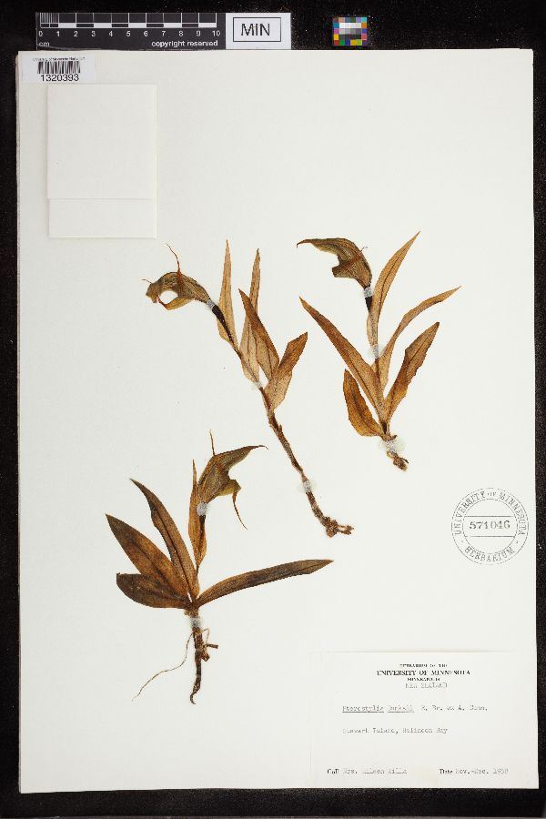 Pterostylis banksii image