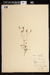 Image of Pterostylis trullifolia
