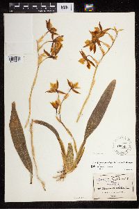 Image of Rhynchostele maculata