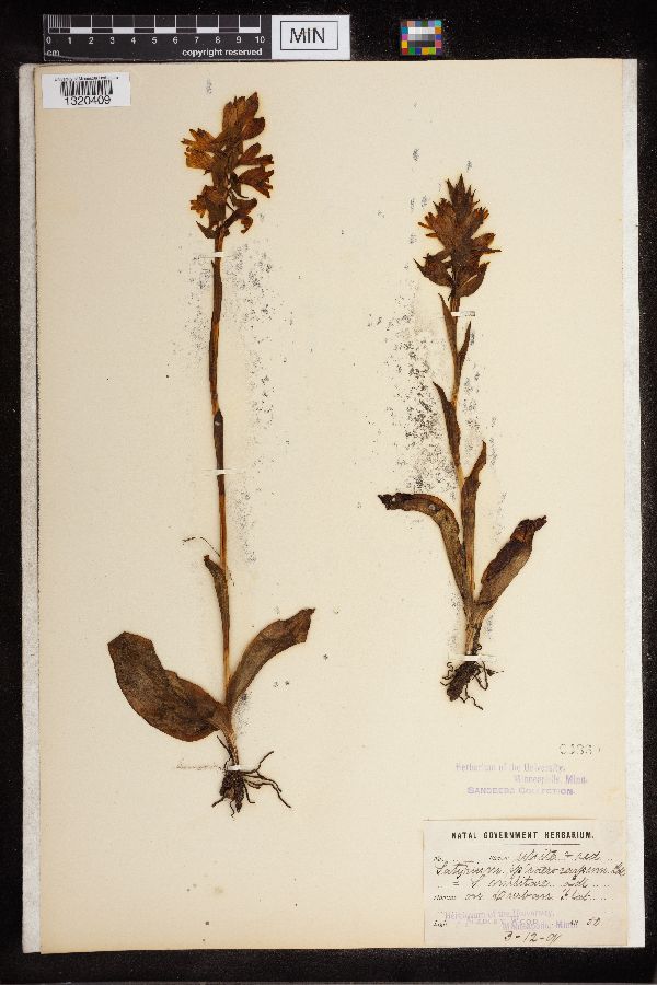 Satyrium sphaerocarpum image