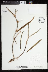 Scaphyglottis minutiflora image