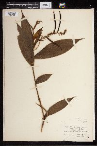 Image of Selenipedium palmifolium