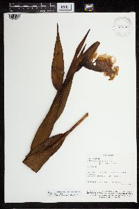 Image of Sobralia macrantha