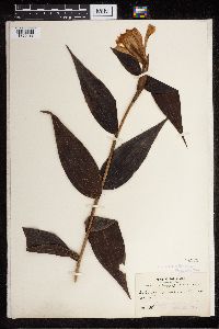 Image of Sobralia violacea