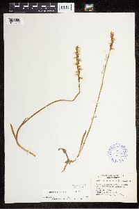 Spiranthes cernua image