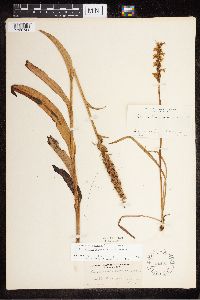 Spiranthes cernua image