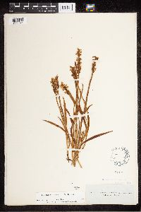 Spiranthes cernua image