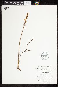 Spiranthes cernua image