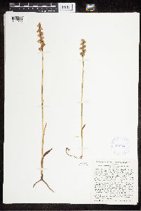 Spiranthes cernua image