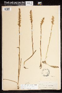 Spiranthes cernua image