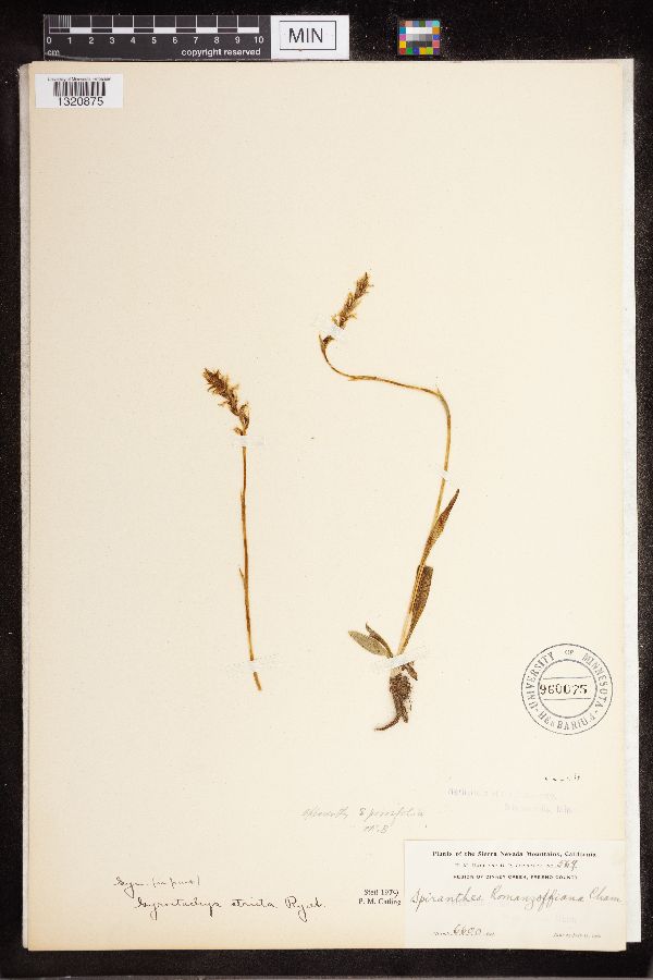 Spiranthes porrifolia image