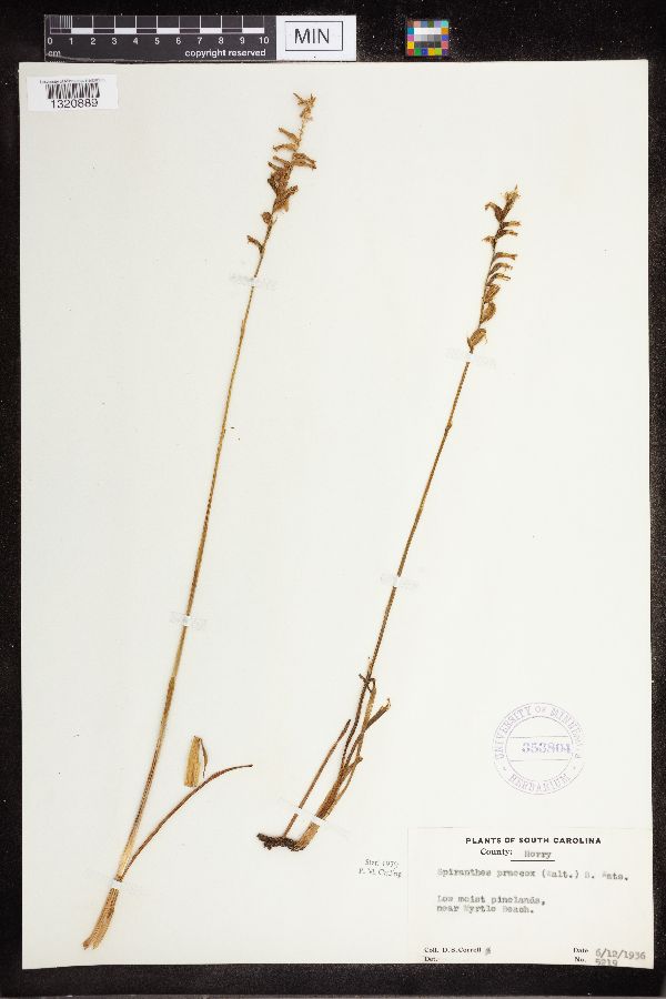 Spiranthes praecox image
