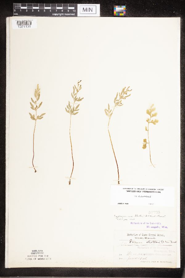 Cryptogramma stelleri image