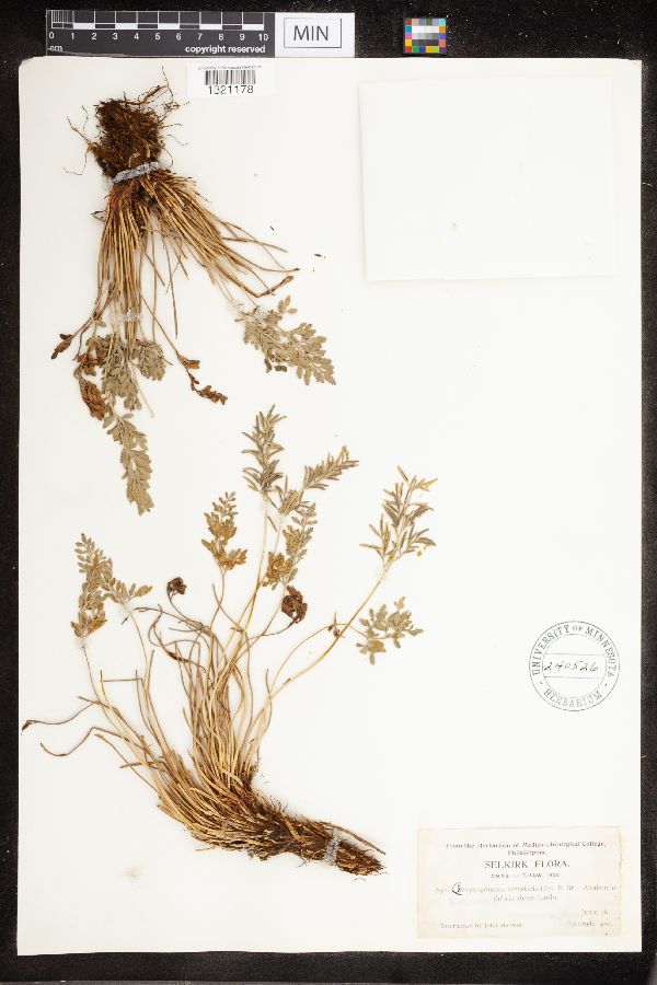 Cryptogramma acrostichoides image