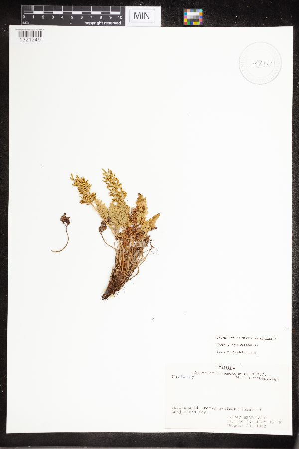 Cryptogramma sitchensis image