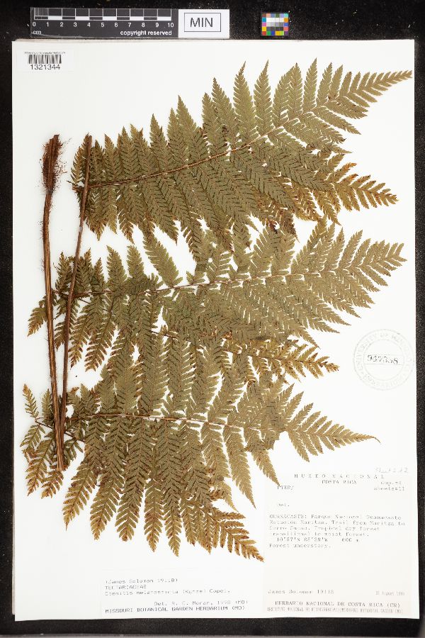 Ctenitis melanosticta image