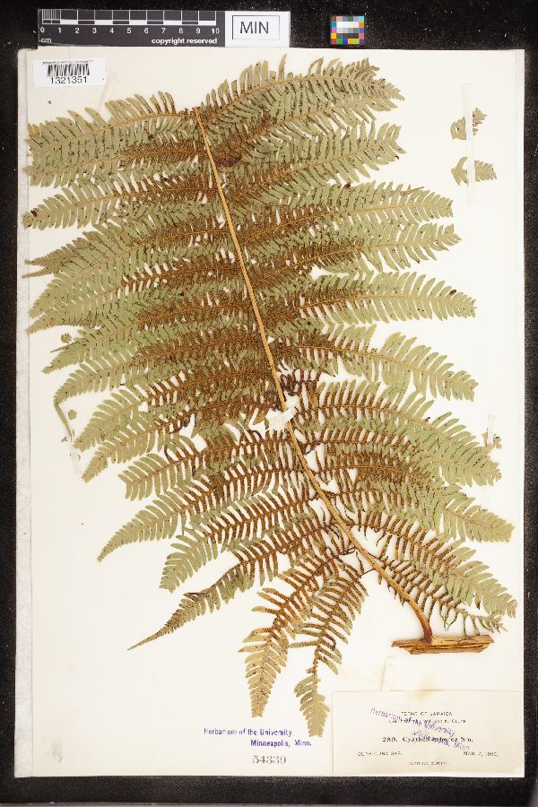 Cyathea arborea image