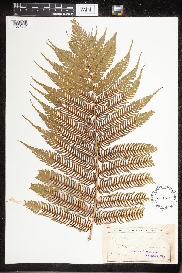 Cyathea arborea image