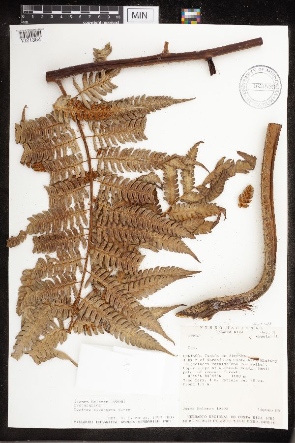 Cyathea divergens image