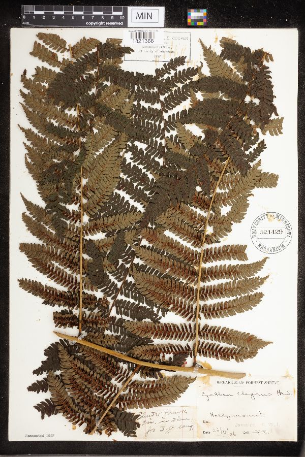Cyathea elegans image