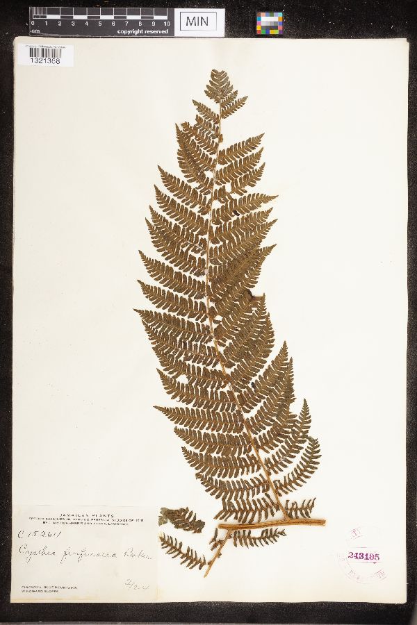 Cyathea furfuracea image