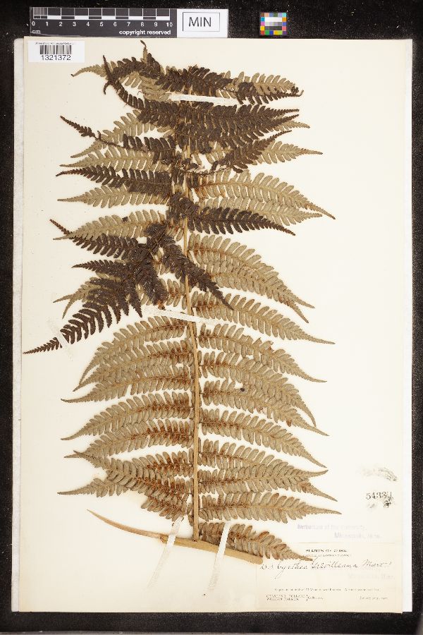 Cyathea grevilleana image