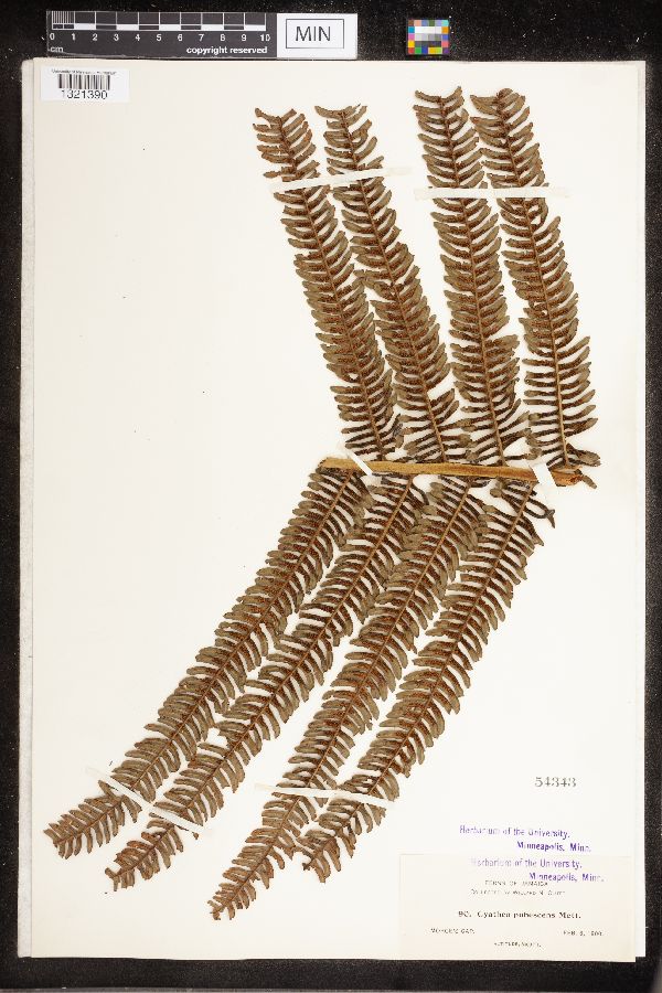 Cyathea pubescens image
