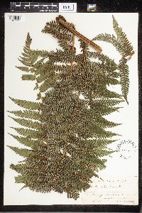 Cyathea serra image